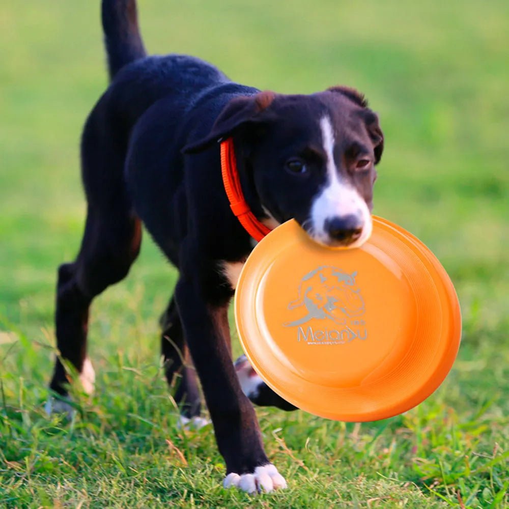 Disque de dressage léger pour chiens - Jouet durable pour l'éducation canine - EcomStart
