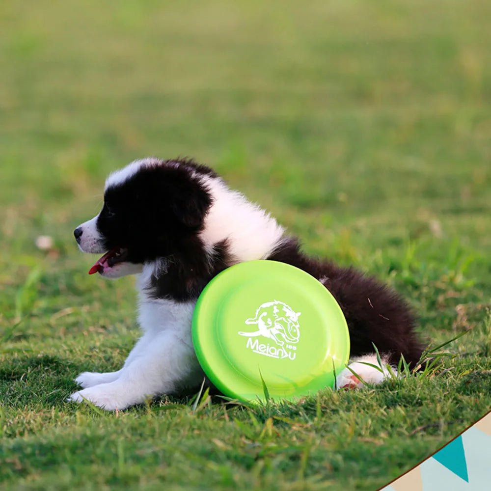 Disque de dressage léger pour chiens - Jouet durable pour l'éducation canine - EcomStart