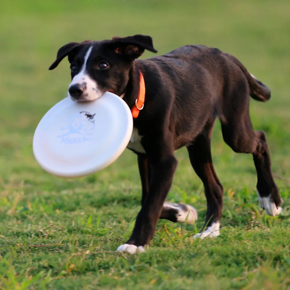 Disque de dressage léger pour chiens - Jouet durable pour l'éducation canine - EcomStart