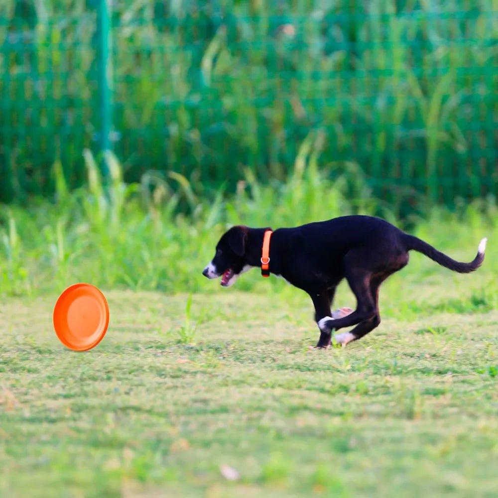 Disque de dressage léger pour chiens - Jouet durable pour l'éducation canine - EcomStart