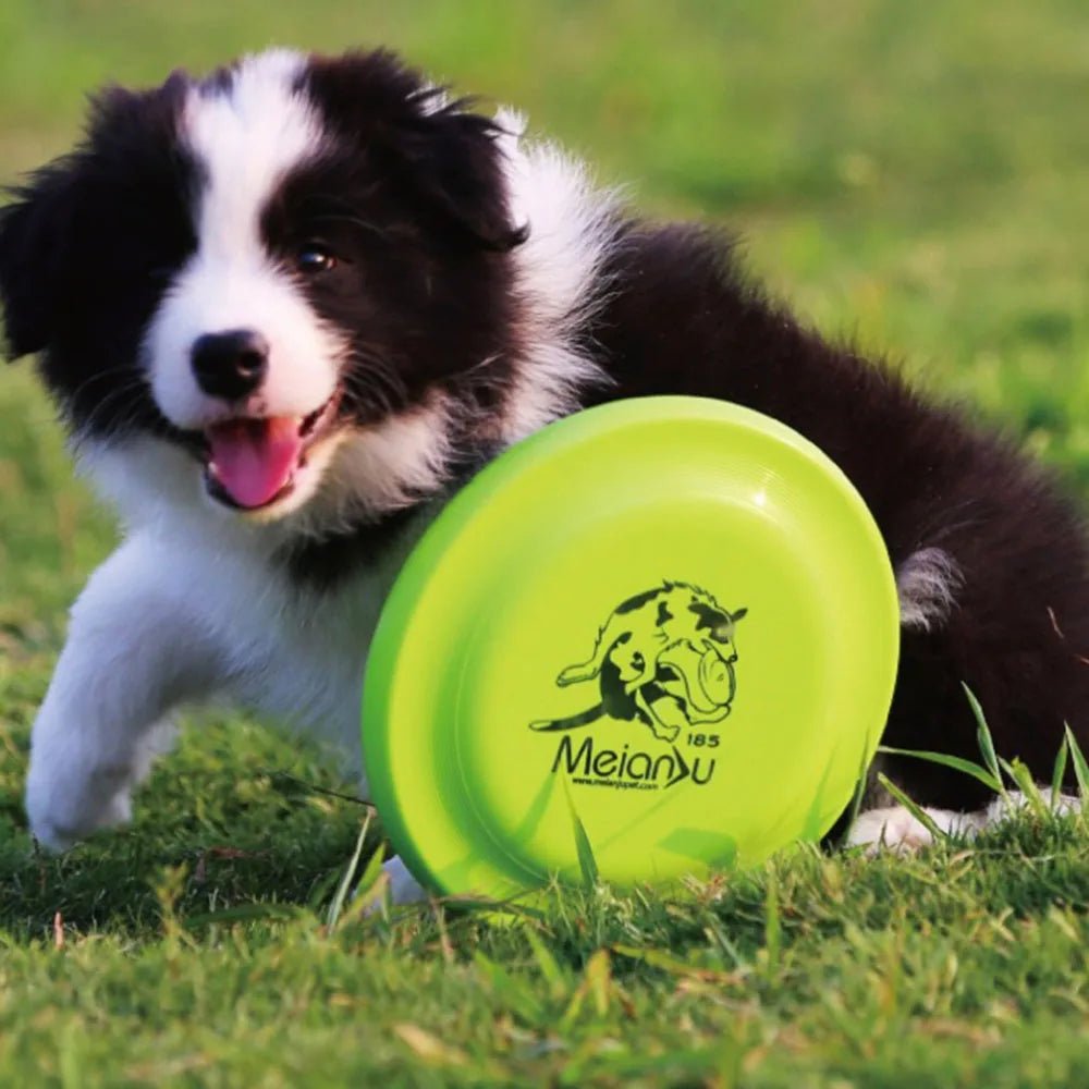 Disque de dressage léger pour chiens - Jouet durable pour l'éducation canine - EcomStart