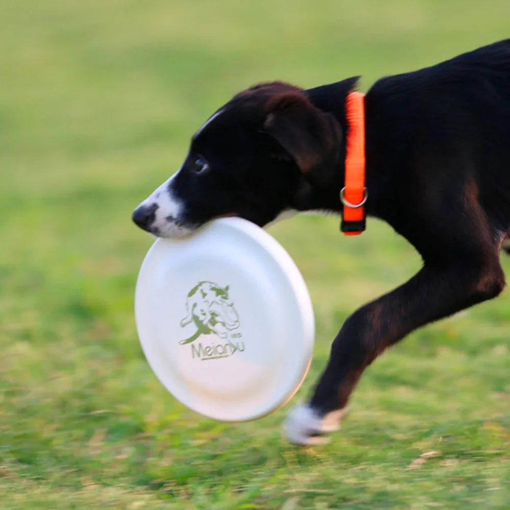 Disque de dressage léger pour chiens - Jouet durable pour l'éducation canine - EcomStart
