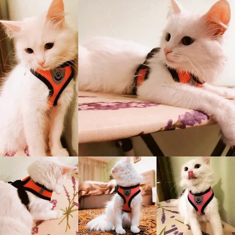 Harnais de chat - EcomStart